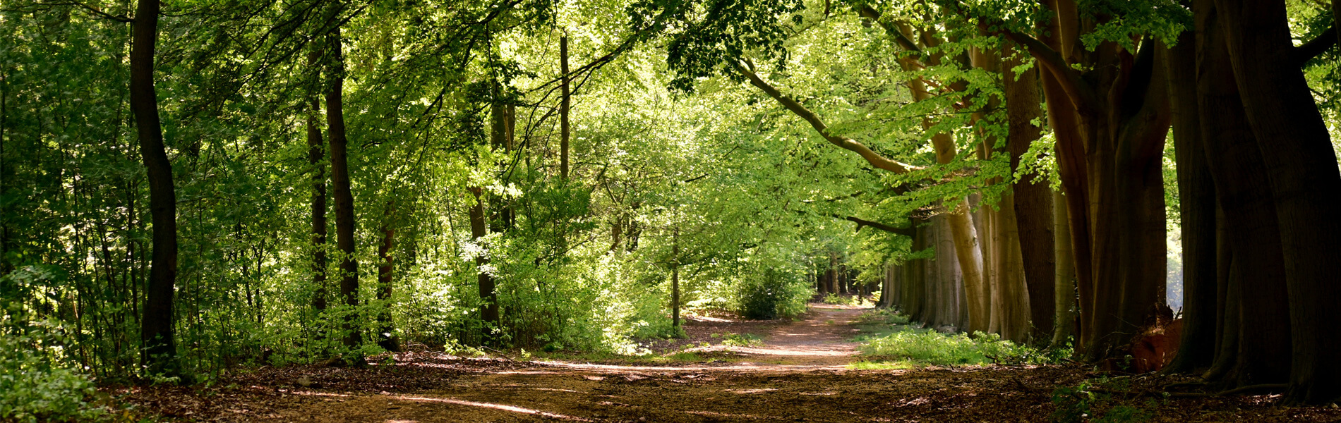 Header_BBB-Raalte
